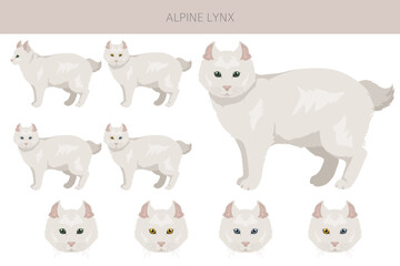 Alpine Lynx clipart. Highlander, All coat colors set.  All cat breeds characteristics infographic