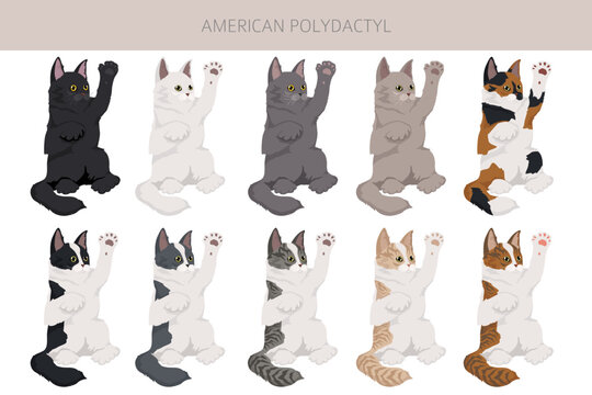 American Polydactyl cat clipart. All coat colors set.  All cat breeds characteristics infographic