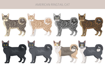 American Ringtail cat clipart. All coat colors set.  All cat breeds characteristics infographic
