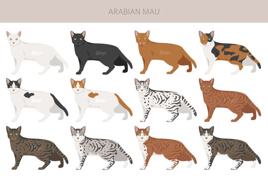 Arabian Mau cat clipart. All coat colors set.  All cat breeds characteristics infographic