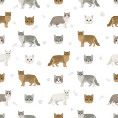 Fototapeta premium Tiffany Cat, Asian semi-longhair cat Tiffanie seamless pattern. All coat colors set. All cat breeds characteristics infographic