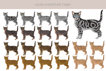 Asian shorthair Tabby cat clipart. All coat colors set.  All cat breeds characteristics infographic