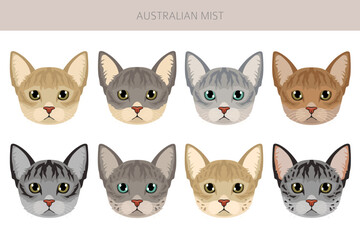 Australian Mist cat clipart. All coat colors set.  All cat breeds characteristics infographic