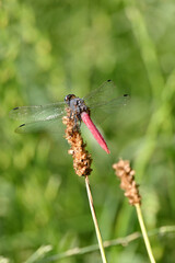 closeup the yellow black dragonfly hold on grass plant leaf soft focus natural green brown background.