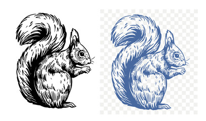 Squirrel sketch, hand drawn, vector illustration, black outline