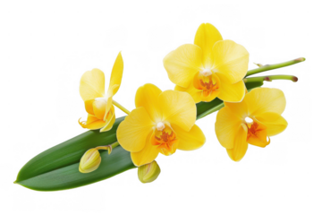 Yellow Orchid Flowers with Green Stems