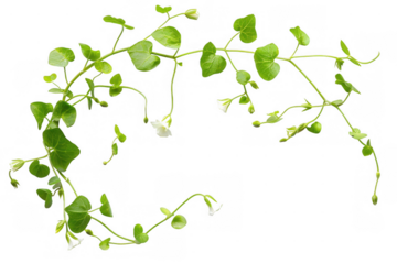 Curled Green Stems with White Flowers