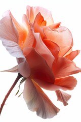 Close-Up of a Delicate Peach-Colored Rose with Soft Petals Against a White Background