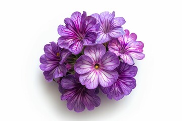 Close-Up of Vibrant Purple Flowers with Delicate Petals on a White Background