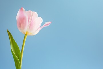 Fototapeta premium A delicate pink tulip with a yellow stem against a clear blue sky, showcasing spring's beauty in minimalist perfection.