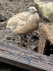 japanese quail birds in paradise