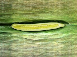 green cucumber on the table