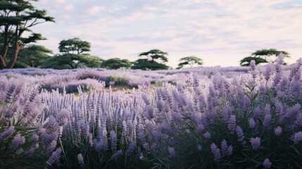 contrast gray and purple