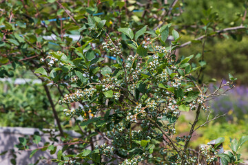 Obraz premium Branched bush of Canadian blueberries in the garden. There are blue fruits on the bush.