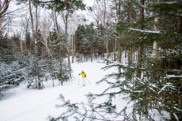 Woman exercising in nature cross country skiing in the woods and forest with blonde hair and yellow winter coat. Adventure and skill in the snow.