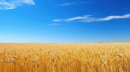 Naklejka premium wheat field blue sky