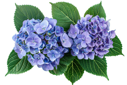 Hydrangea Plant with Blue and Purple Blooms - Powered by Adobe