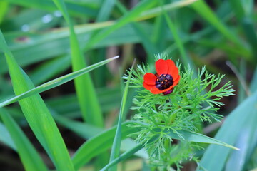 adonis red flower in the park