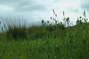 grass and sky
