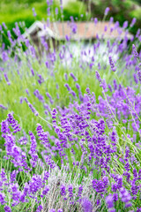 Obraz premium Beautiful summer blooming lavender, bright sunny day, sun rays, flowers close-up