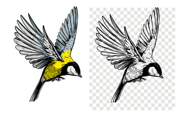 Great tit sketch, realistic bird, hand drawn, vector illustration, black outline
