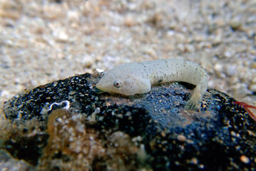 Two-spotted clingfish - (Diplecogaster bimaculata)