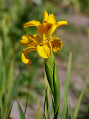 Iris spuria, or blue flag, is a species of the genus Iris, part of the subgenus Limniris and the series Spuriae