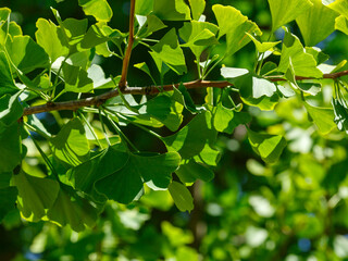 Obraz premium Green leaves of the ginkgo biloba. Ginkgo tree in the garden. Exotic tree