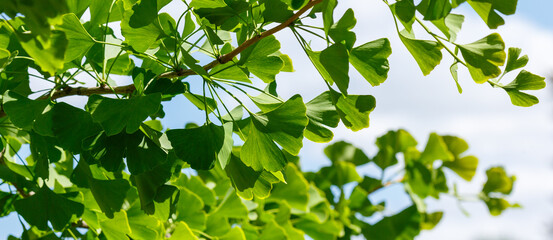 Green leaves of the ginkgo biloba. Ginkgo tree in the garden. Banner with leaves of the ginkgo biloba