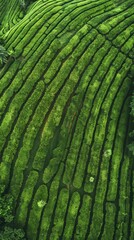 Fototapeta premium Aerial view of lush green terraced fields