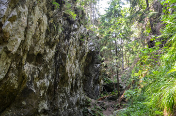 Forest pathway surrounded by lush greenery, featuring towering trees, moss-covered rocks of Dovbush...