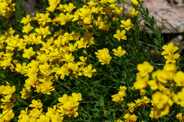 Linum flavum, the golden flax or yellow flax, is a species of flowering plant in the family Linaceae