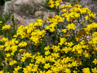  Linum flavum, the golden flax or yellow flax, is a species of flowering plant in the family Linaceae