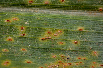 Orange corn rust fungus on leaf of cornstalk. Fungus control, plant disease and yield loss concept.