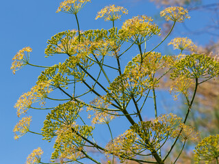 Beautiful red rosa Roter Korsar blooms in garden.jpg, Ferula ( Latin- Ferula ) is a genus of flowering plants of the Umbelliferae family ( Apiaceae )