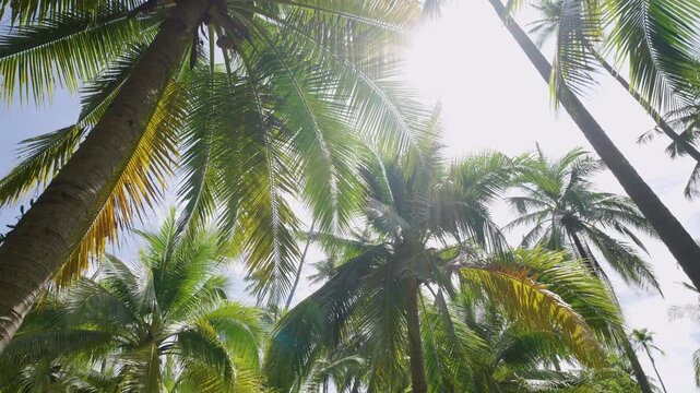 coconut palm tree sunlight summer.