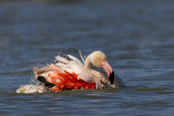 A flamingo takes a bath in the water to clean its feathers. The water splashes in all directions.