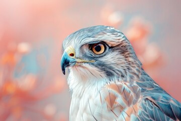 Fototapeta premium Goshawk, isolated on pastel background, stock photographic style