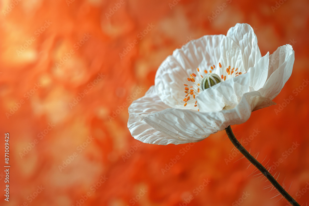 Poster close-up of a white poppy with subtle texture, on a solid orange background to create warmth,