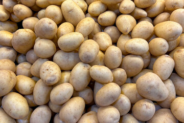Fototapeta premium a close-up view of a large pile of clean, raw potatoes with light brown skin