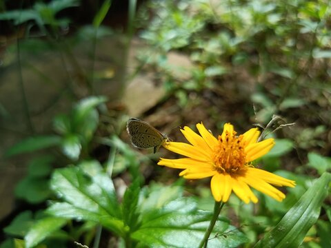 Yellow Flower Chichewa Colorful, Nature, Natural flower
