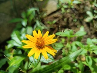 Yellow Flower Chichewa Colorful, Nature, Natural flower