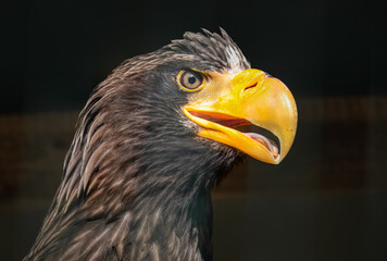 Close-up portrait of a Steller's sea eagle with a dark background.