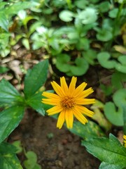 Yellow Flower Chichewa Colorful, Nature, Natural flower