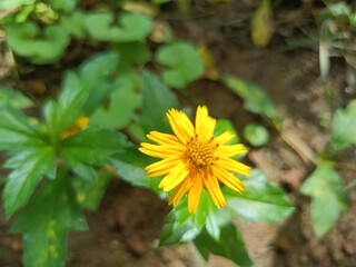 Yellow Flower Chichewa Colorful, Nature, Natural flower