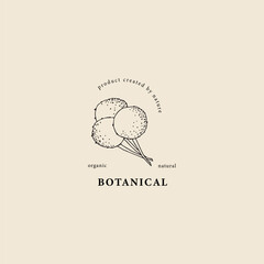 Line art craspedia or Billy buttons flower logo