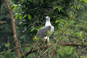The white-bellied sea eagle perched on a tree