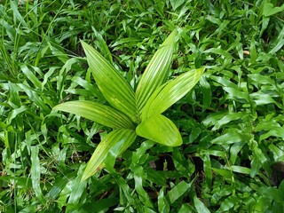 Areca catechu is a species of palm native to the Philippines cultivated for areca nuts. 