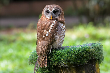 Close up photo of a eurasian scoop owl