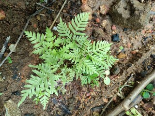 The ferns are a group of vascular plants that reproduce via spores and have neither seeds nor...